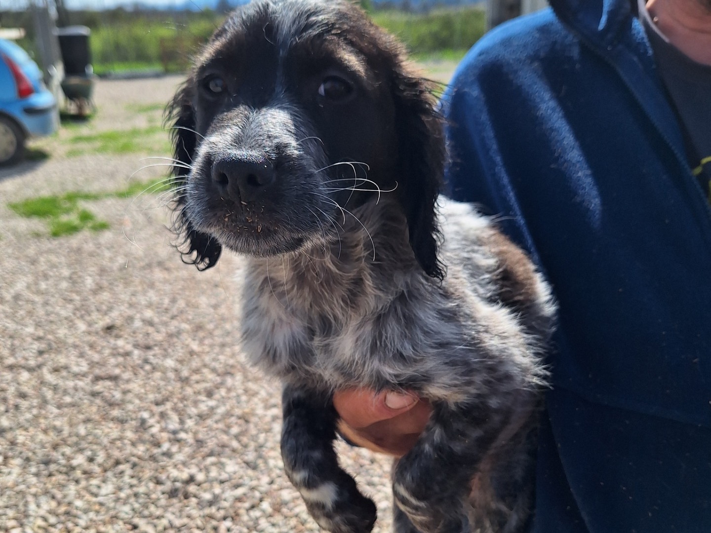 Adotta un cane, taglia media contenuta, maschio, Frosinone