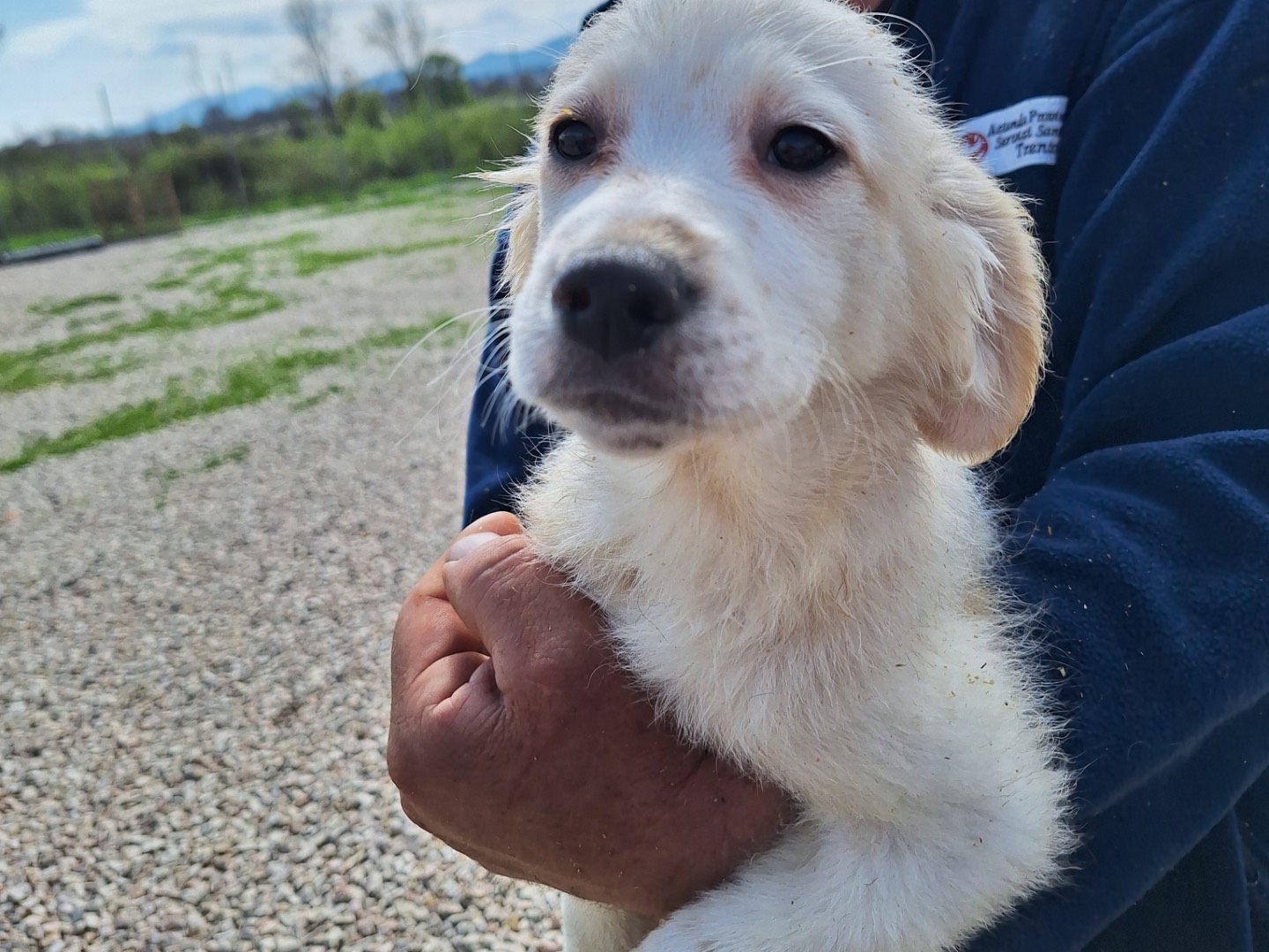 Adozione cane, femmina, Razza sconosciuta Razza sconosciuta, 1 mesi, taglia media, Frosinone