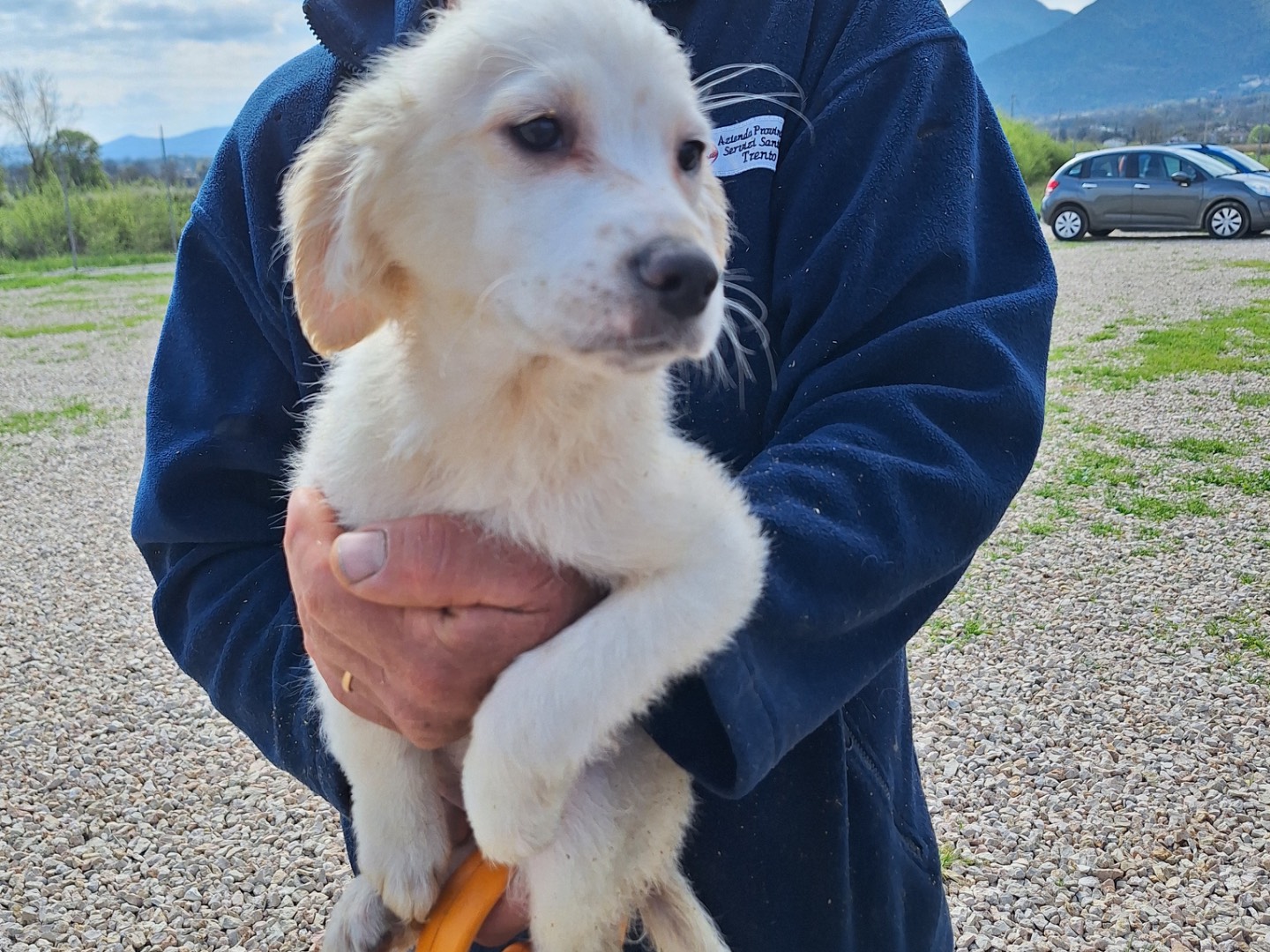 Adotta un cane, femmina, 1 mesi, Frosinone