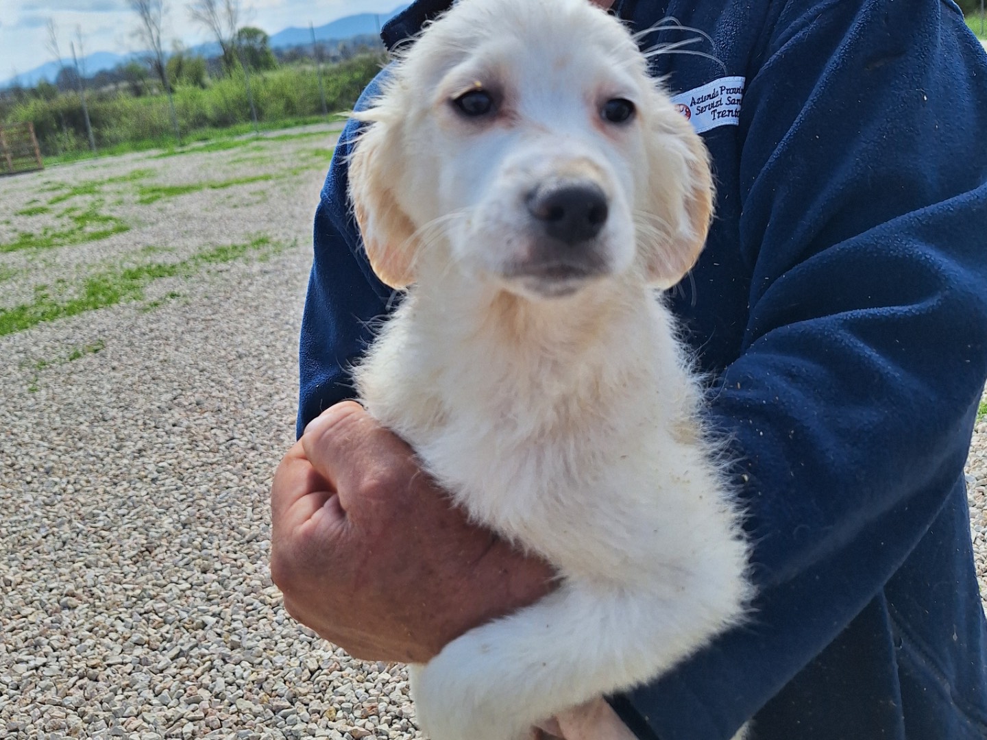 Adotta un cane, taglia media, femmina, Frosinone