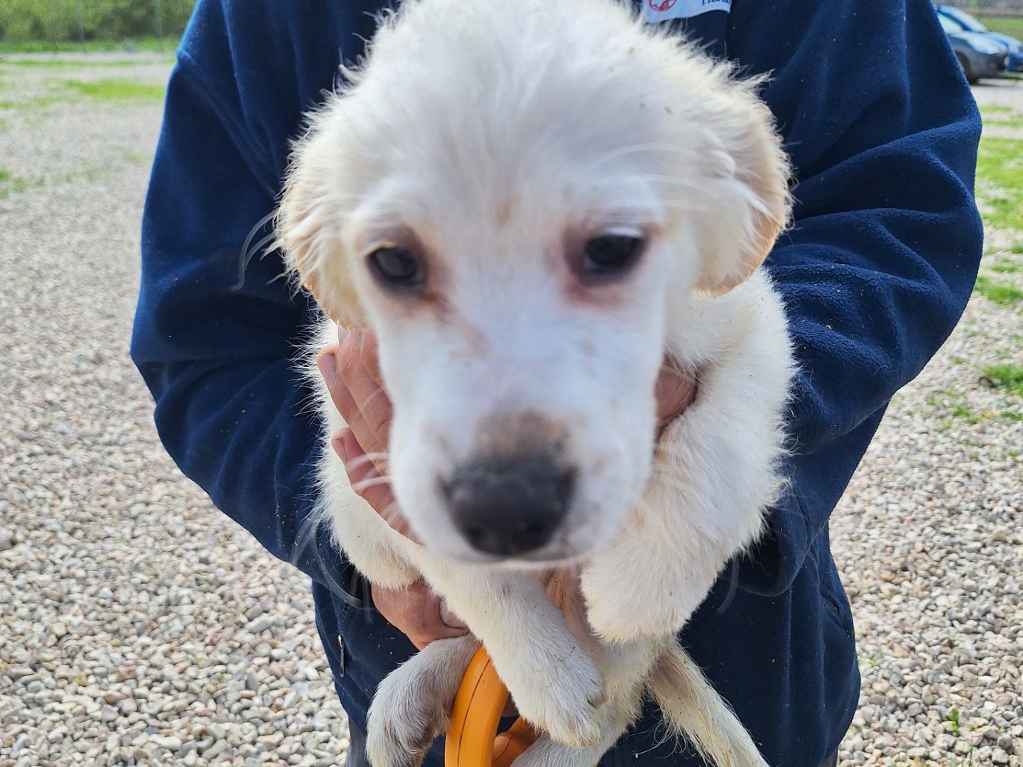 Vuoi adottare un cane a Frosinone?