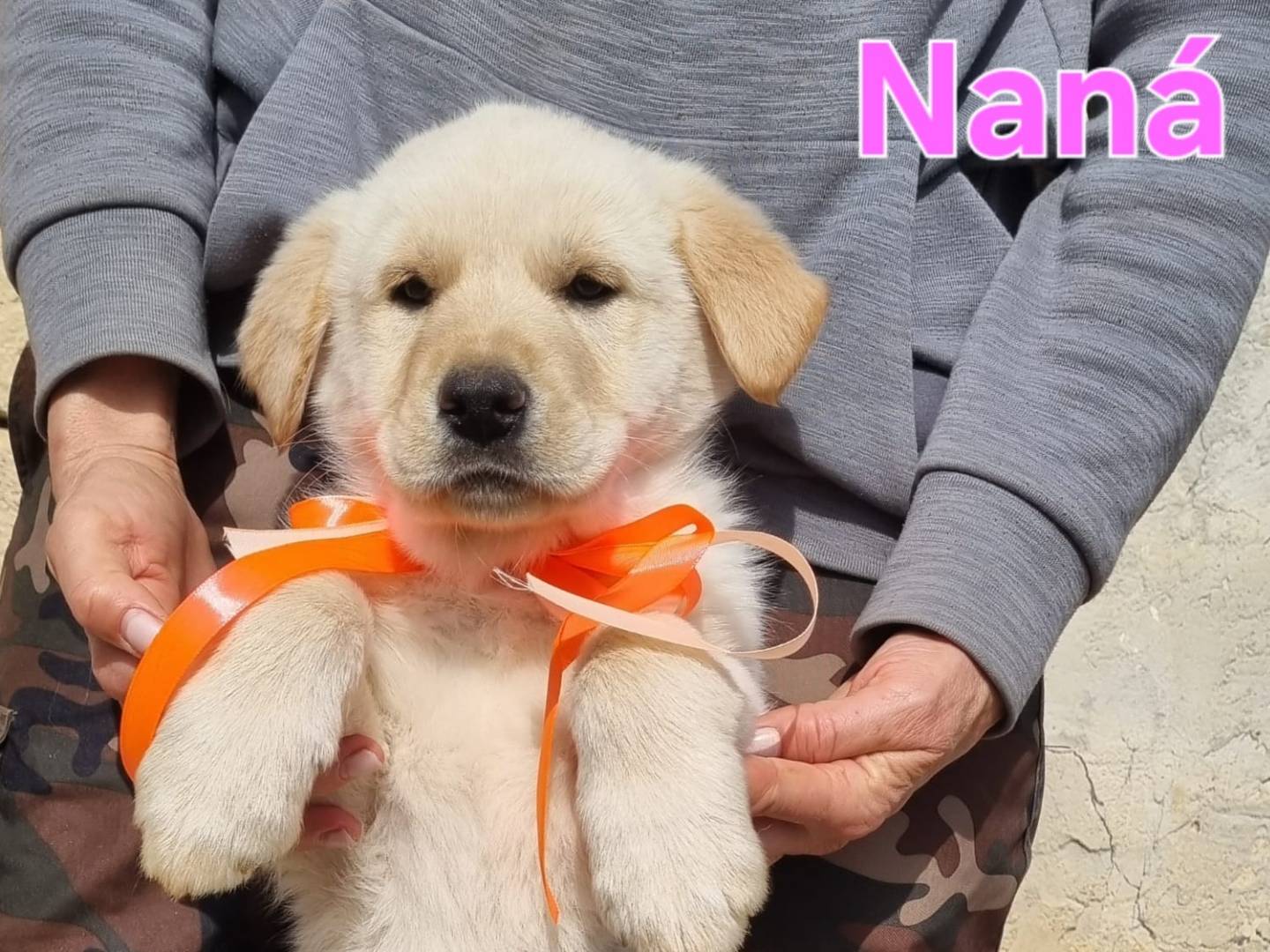 Adozione cane, femmina, Razza sconosciuta Razza sconosciuta, 1 mesi, taglia grande, Taranto