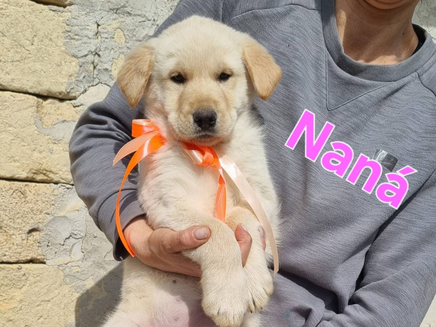 Adotta un cane, femmina, 1 mesi, Taranto