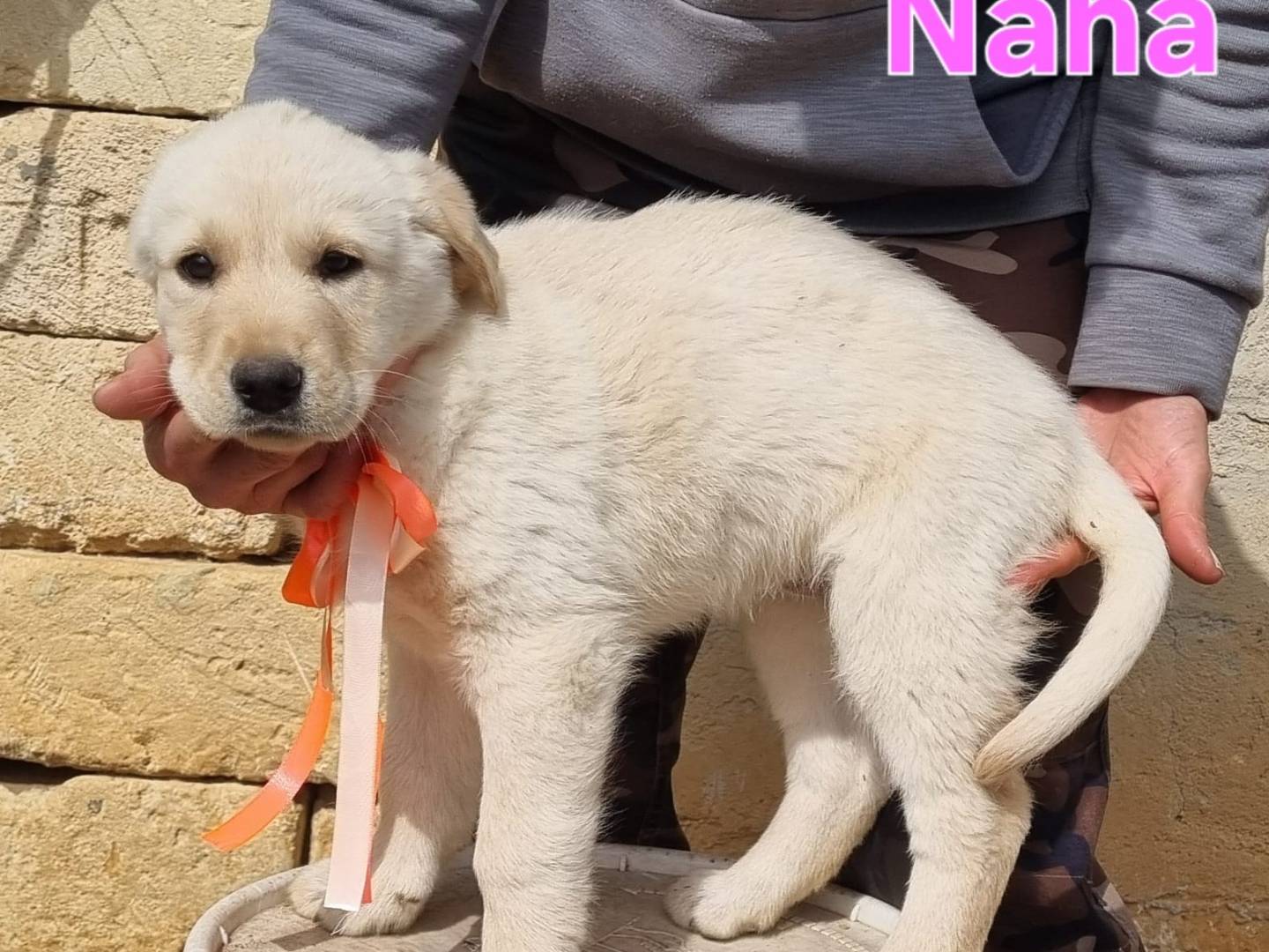 Adotta il cane Nana a Taranto
