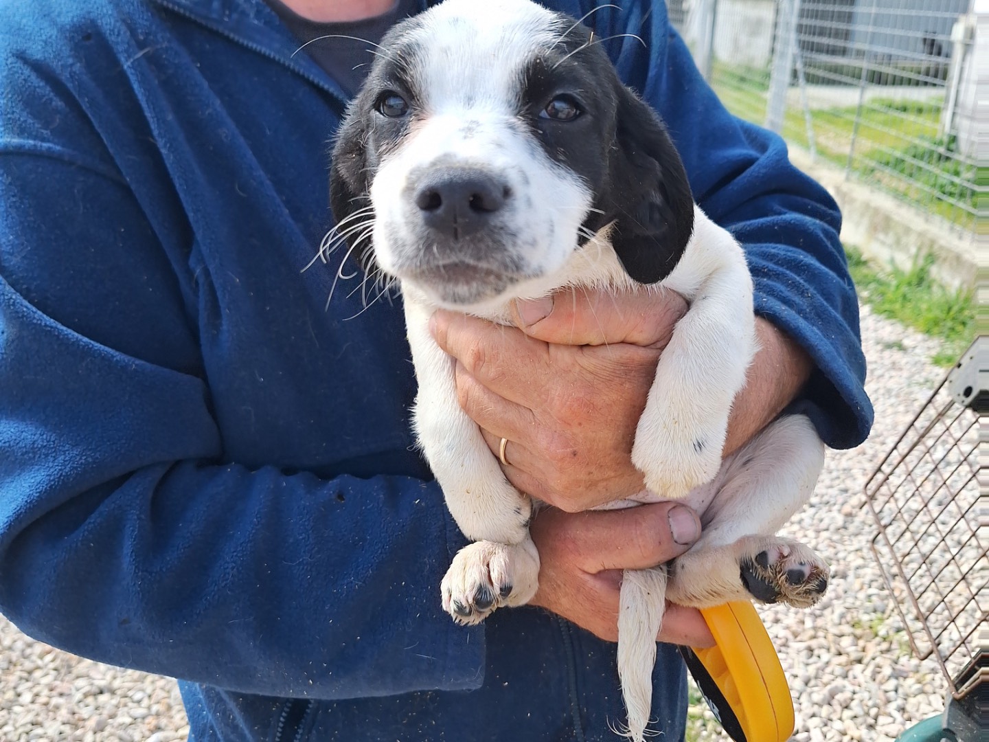 Adozione cane, femmina, Razza sconosciuta Razza sconosciuta, 1 mesi, taglia media contenuta, Frosinone
