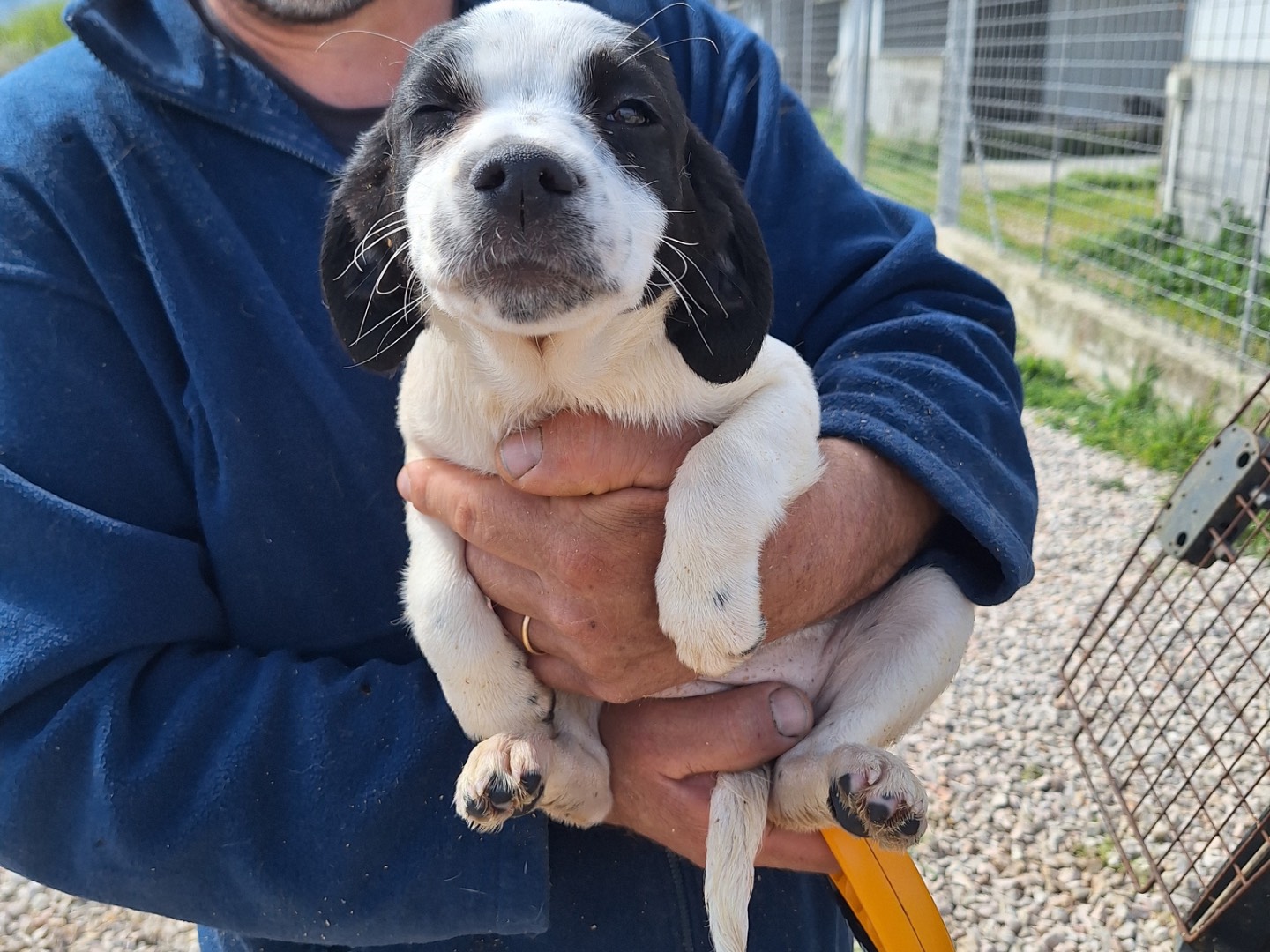 Adotta un cane, femmina, 1 mesi, Frosinone