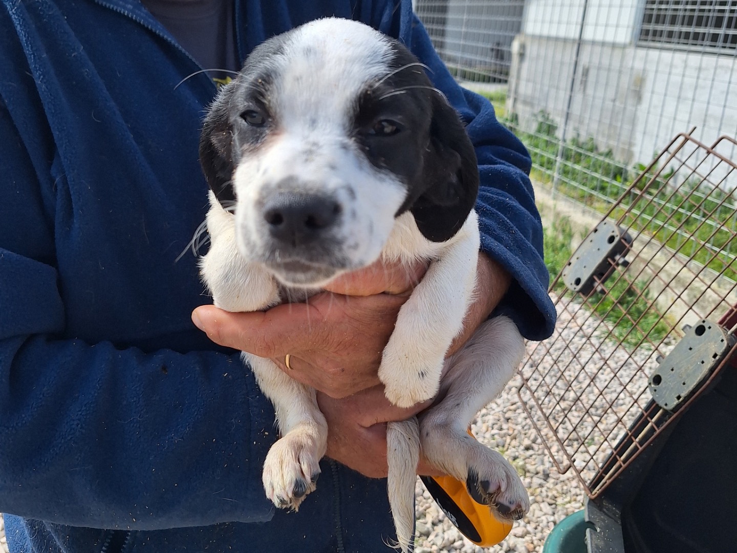 Adotta un cane, taglia media contenuta, femmina, Frosinone