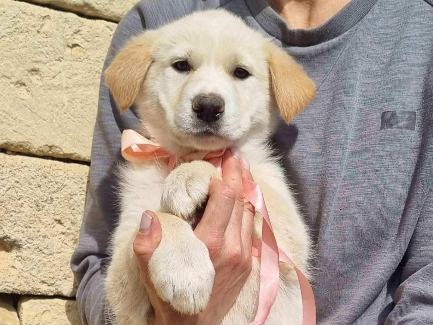 Adozione cane, femmina, Razza sconosciuta Razza sconosciuta, 1 mesi, taglia grande, Taranto