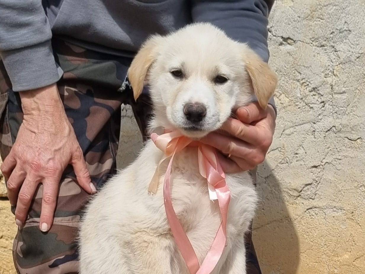 Adotta un cane, femmina, 1 mesi, Taranto