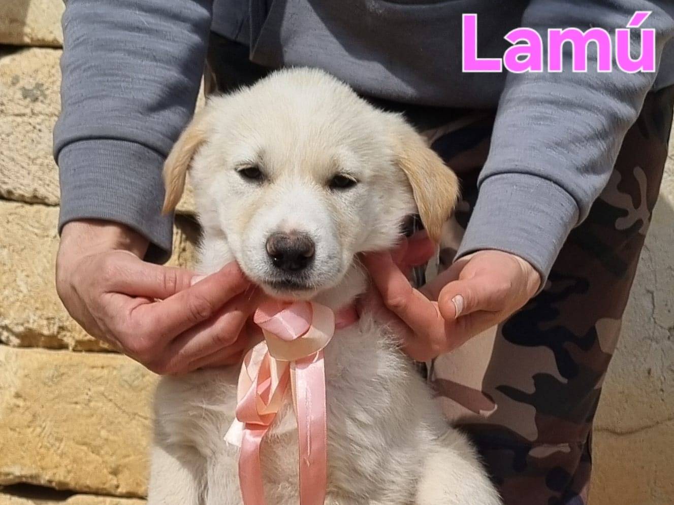 Adotta un cane, taglia grande, femmina, Taranto