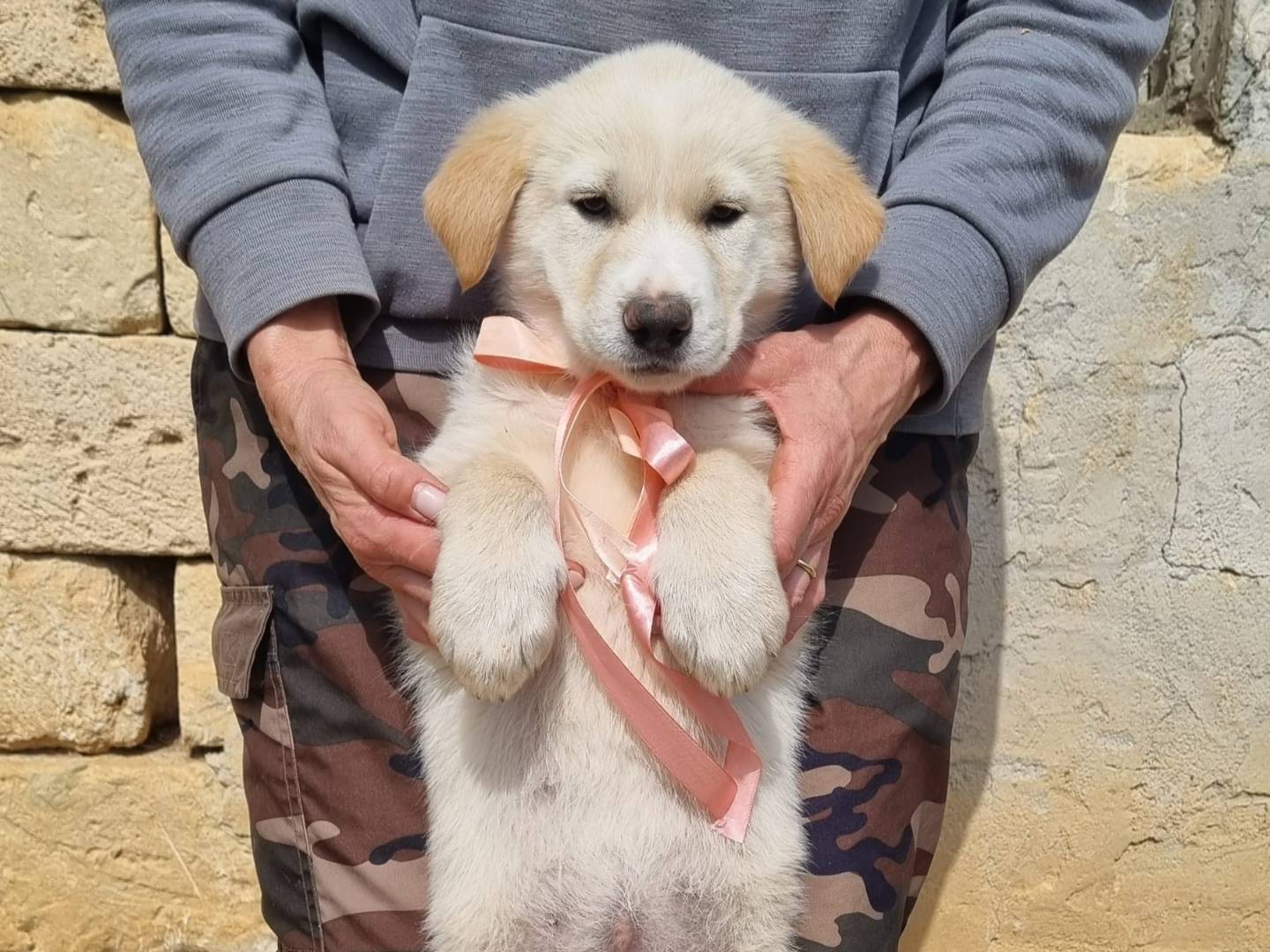 Vuoi adottare un cane a Taranto?