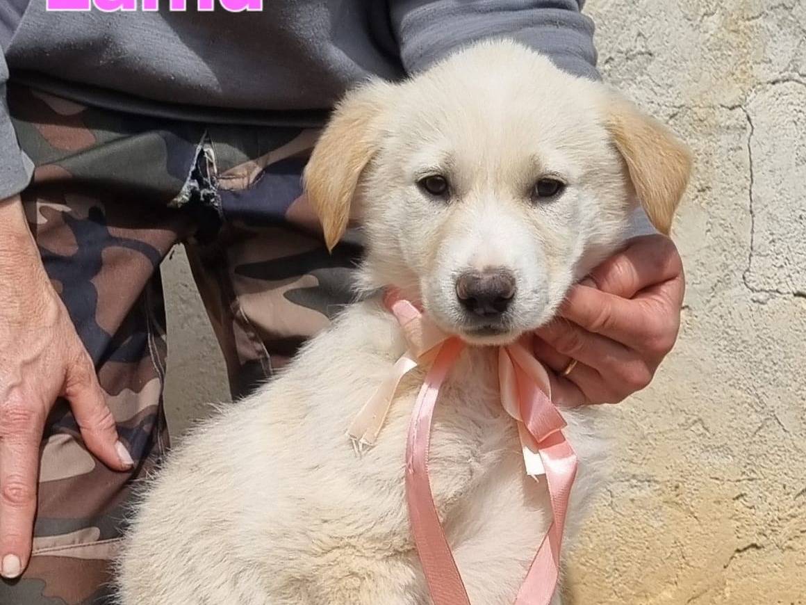 Adotta il cane Lamu a Taranto