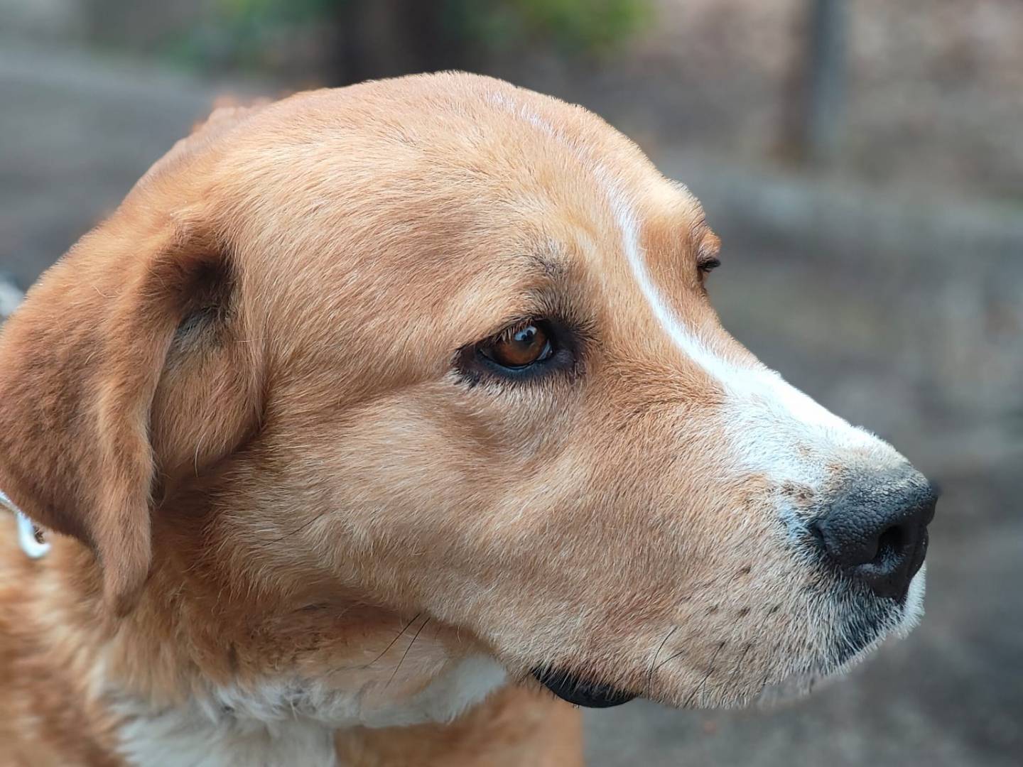 Vuoi adottare un cane a Napoli?