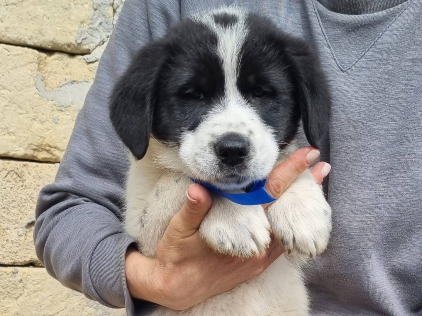 Adozione cane, maschio, Razza sconosciuta Razza sconosciuta, 1 mesi, taglia grande, Taranto