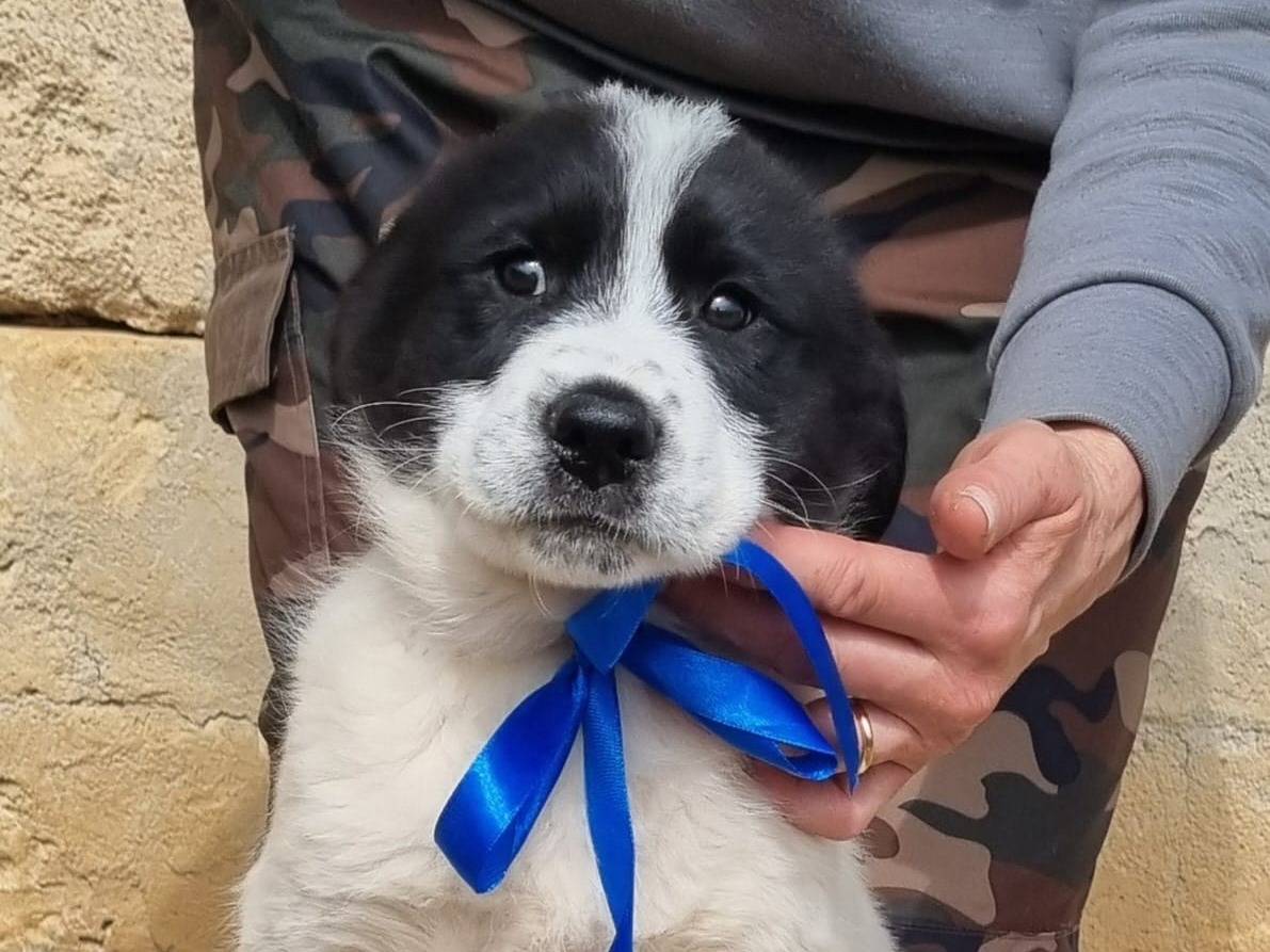 Adotta un cane, maschio, 1 mesi, Taranto