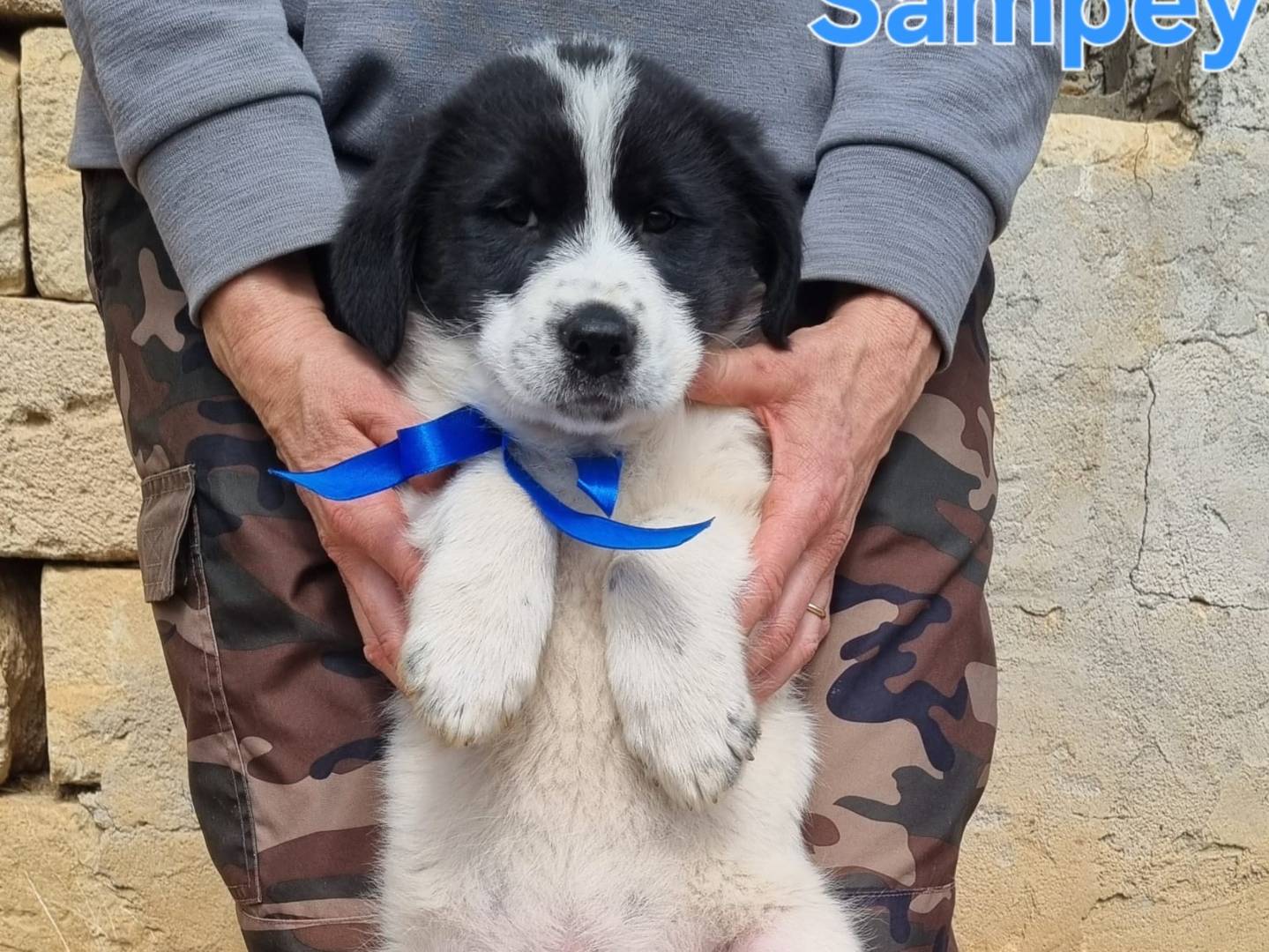 Adotta un cane, taglia grande, maschio, Taranto