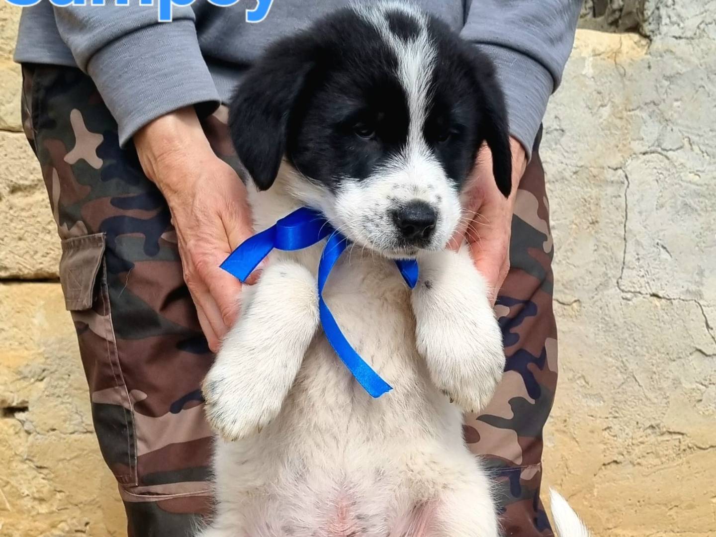 Adotta il cane Sampei a Taranto