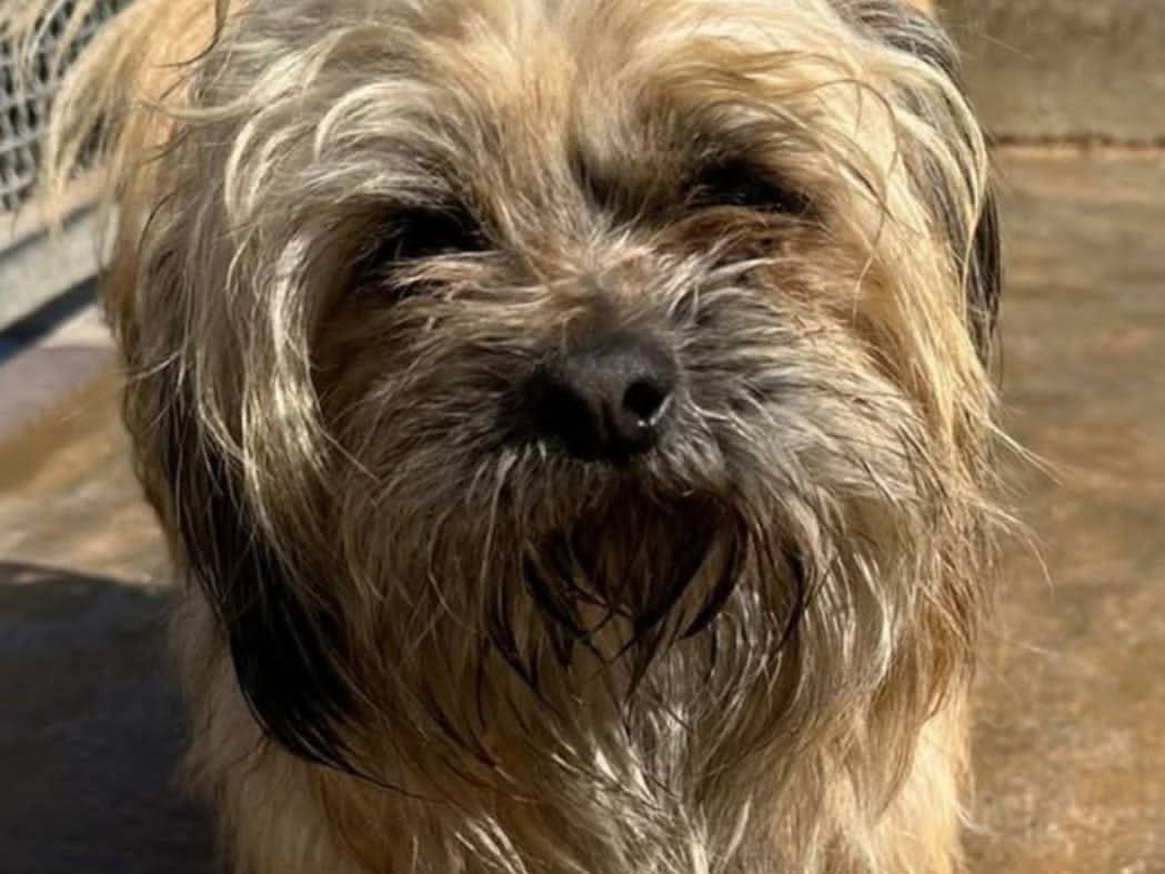 Adotta un cane, maschio, 5 anni e 2 mesi, Agrigento