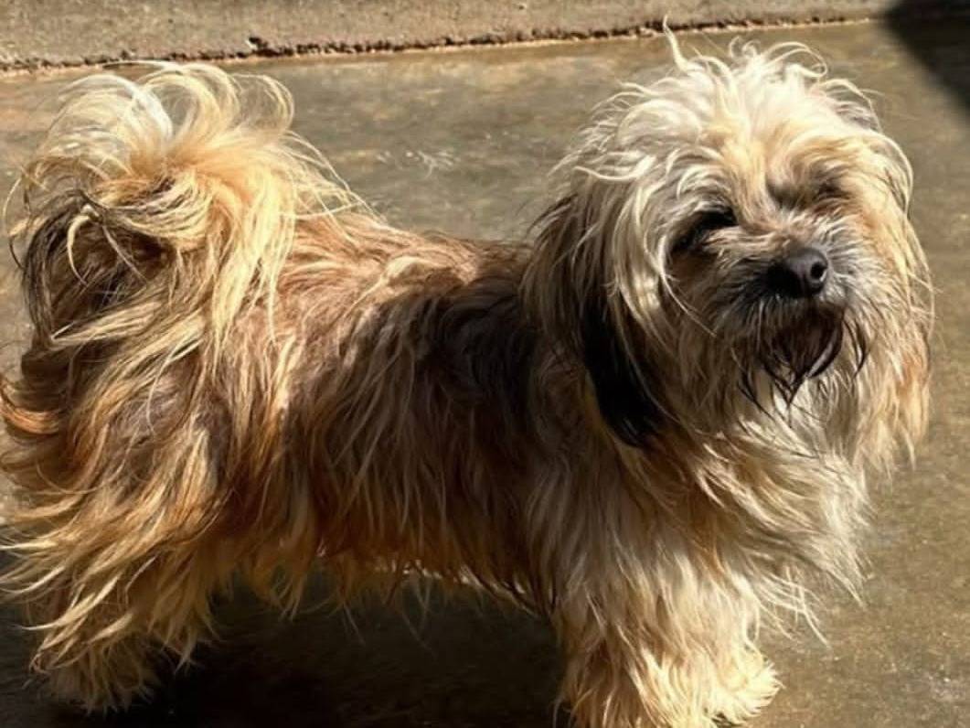 Adotta un cane, taglia piccola, maschio, Agrigento