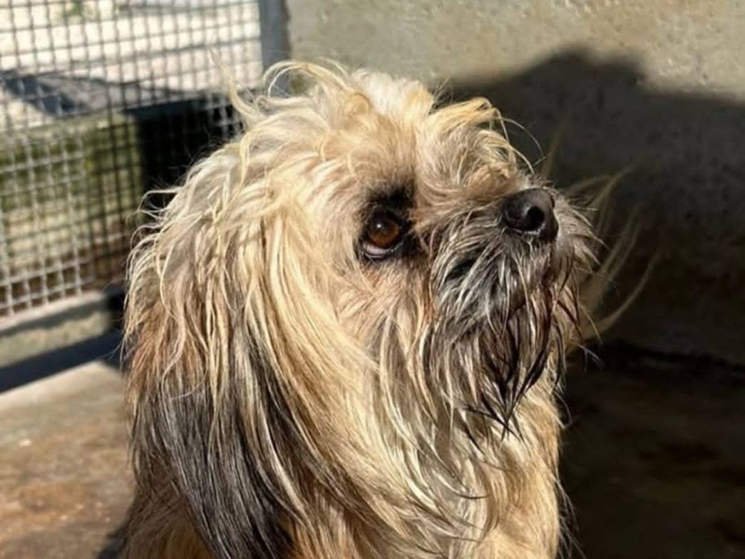 Vuoi adottare un cane a Agrigento?