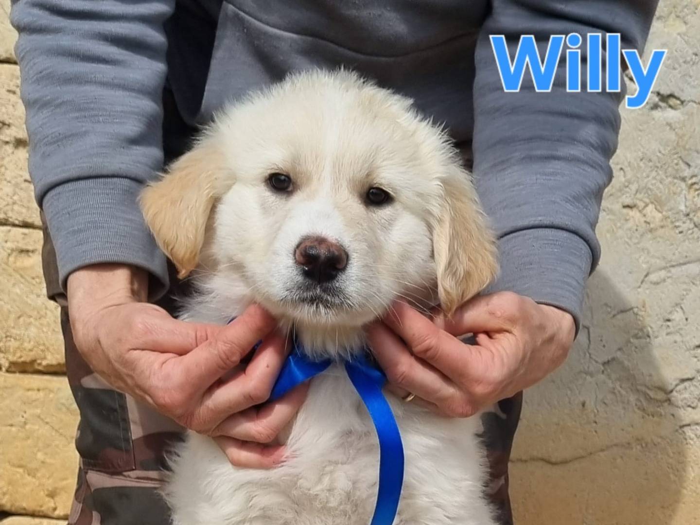 Adozione cane, maschio, Razza sconosciuta Razza sconosciuta, 1 mesi, taglia grande, Taranto