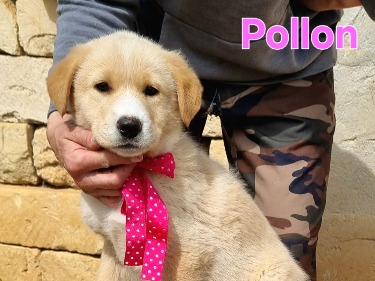 Adotta un cane, femmina, 1 mesi, Taranto