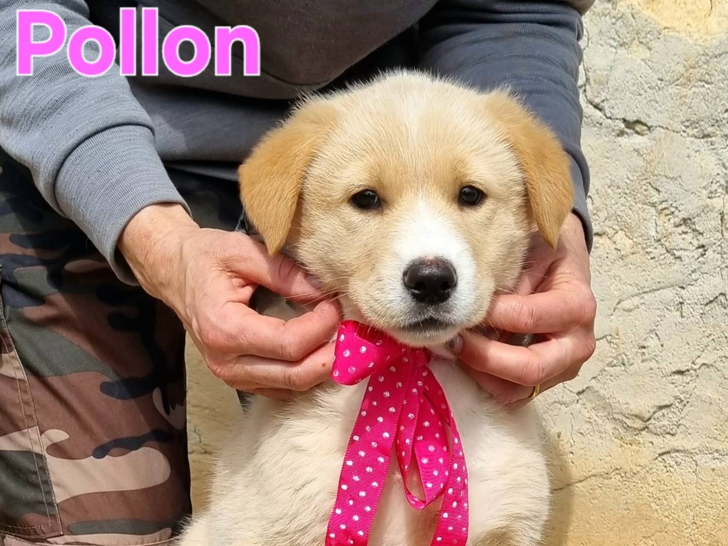 Adotta un cane, taglia grande, femmina, Taranto