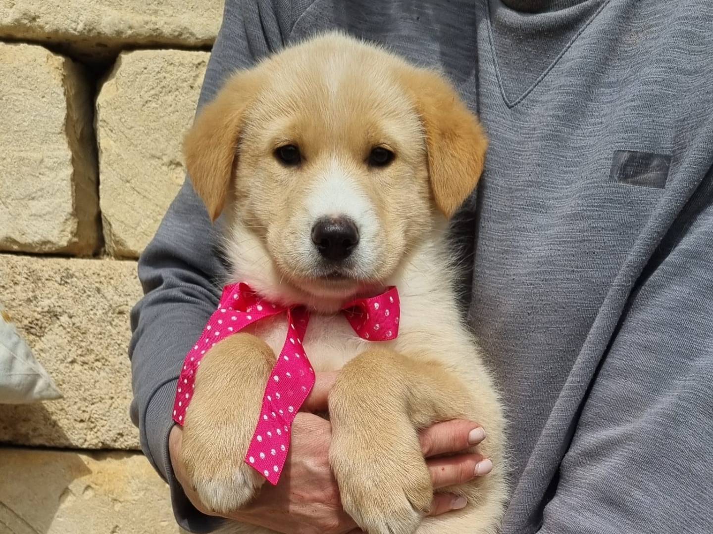 Vuoi adottare un cane a Taranto?