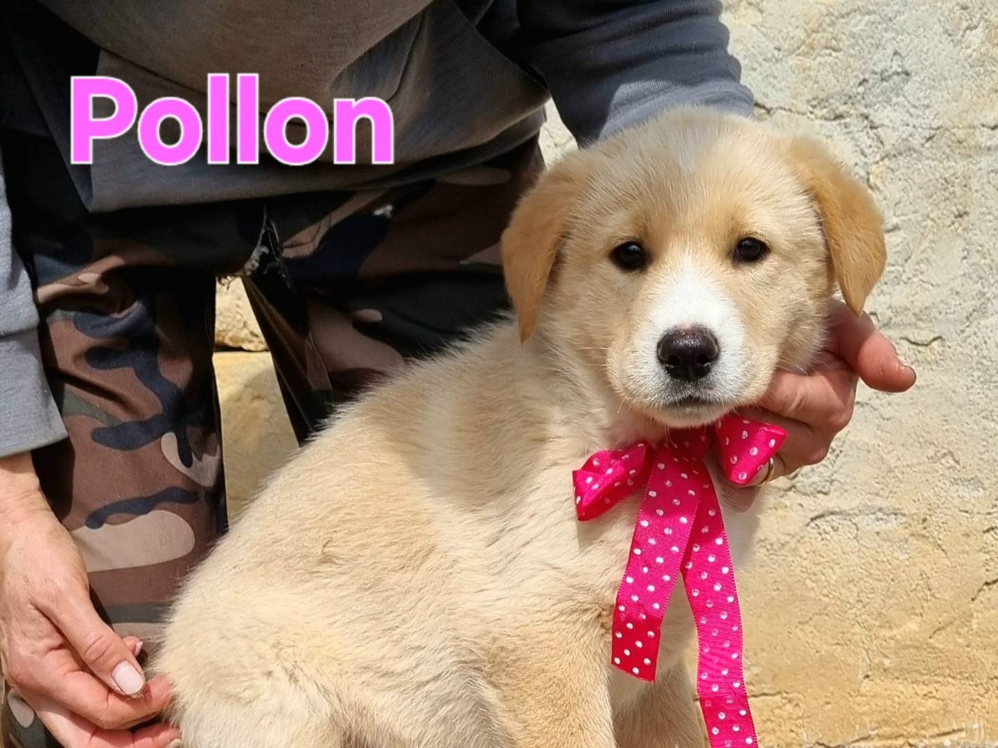 Adotta il cane Pollon a Taranto