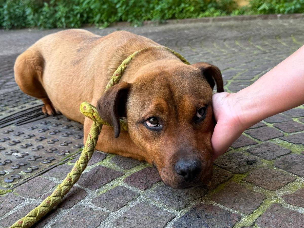 Adozione cane, femmina, American Staffordshire Terrier Razza sconosciuta, 11 mesi, taglia media, Napoli