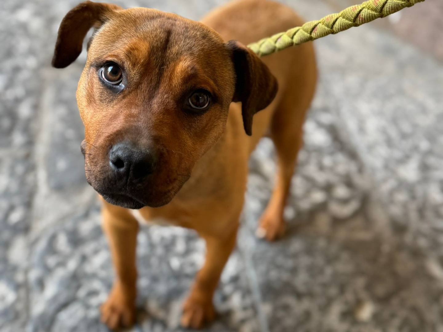 Adotta un cane, femmina, 11 mesi, Napoli