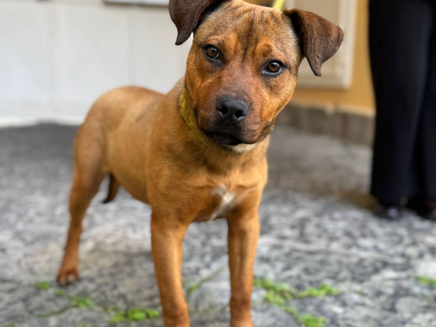 Adotta un cane, taglia media, femmina, Napoli