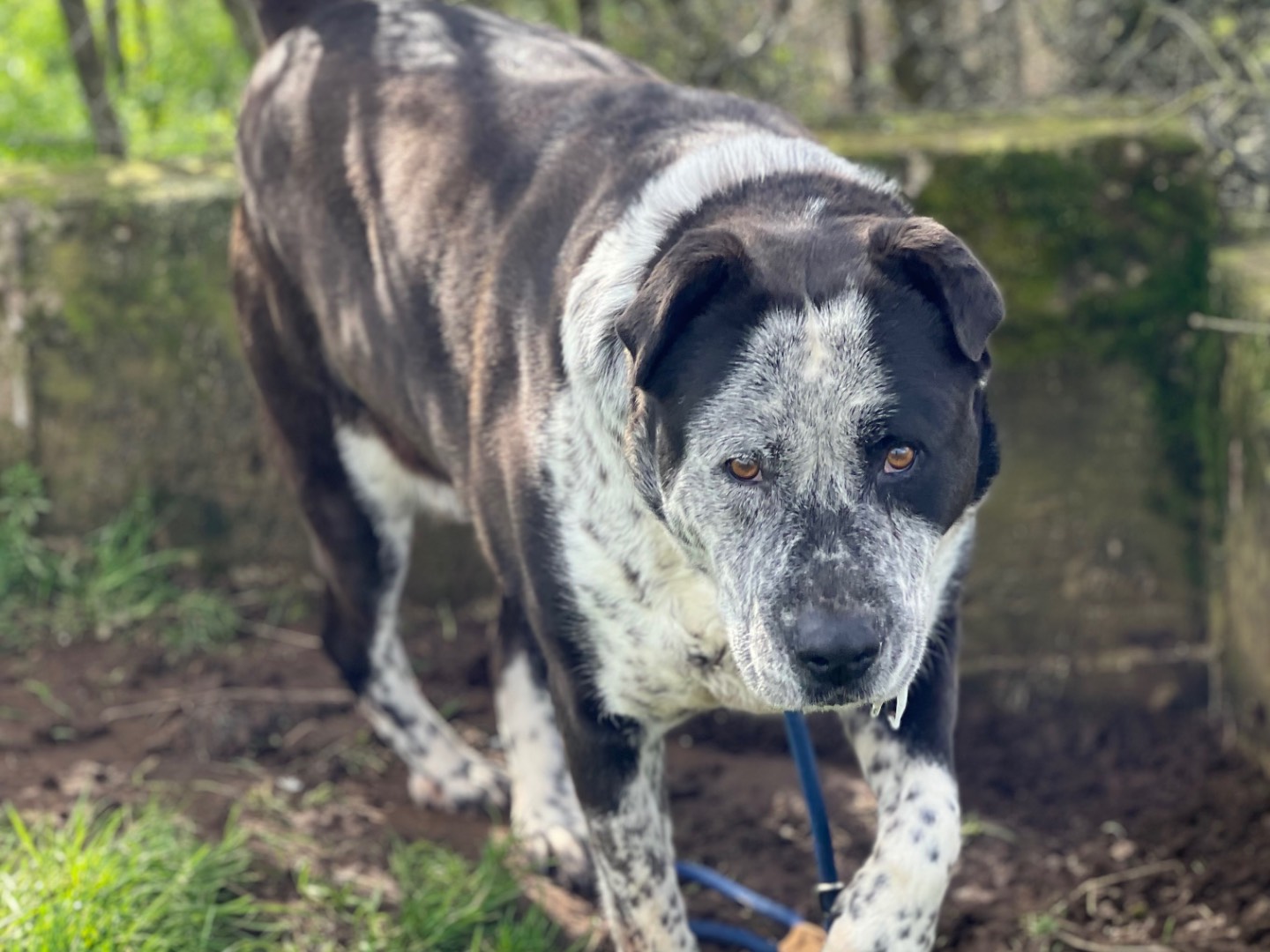 Adozione cane, femmina, Razza sconosciuta Razza sconosciuta, 10 anni e 3 mesi, taglia gigante, Frosinone