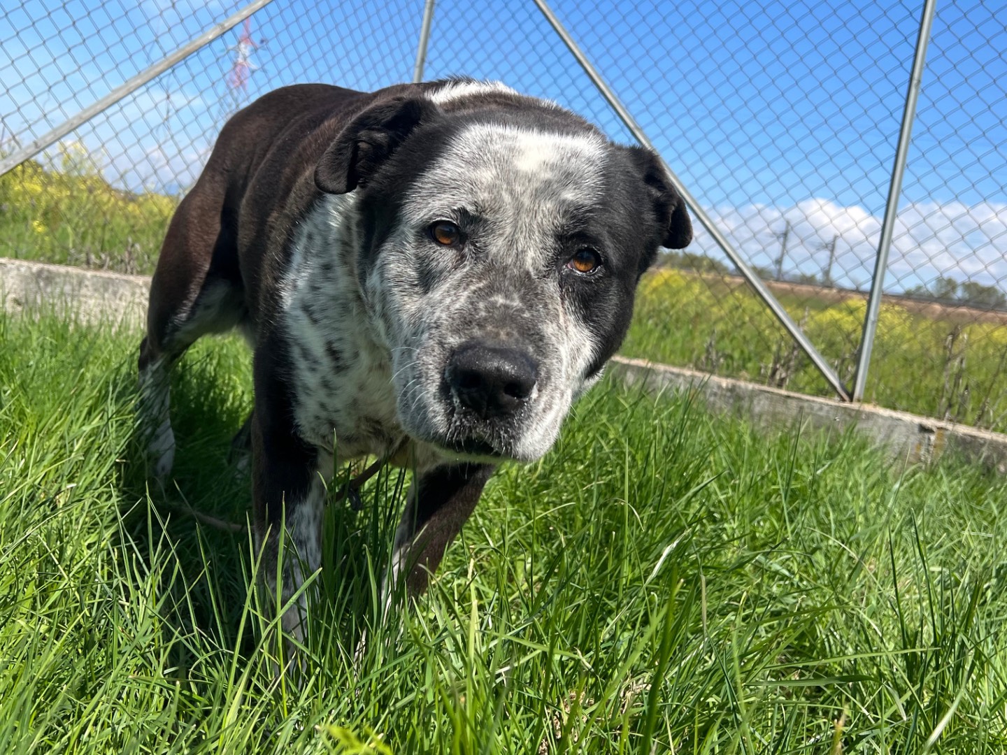 Adotta un cane, femmina, 10 anni e 3 mesi, Frosinone