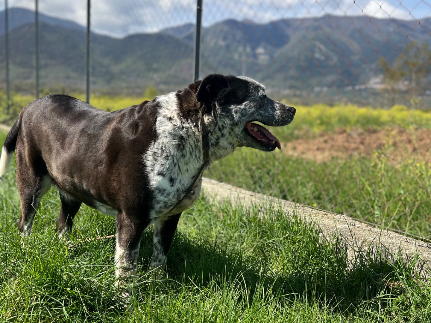 Adotta un cane, taglia gigante, femmina, Frosinone