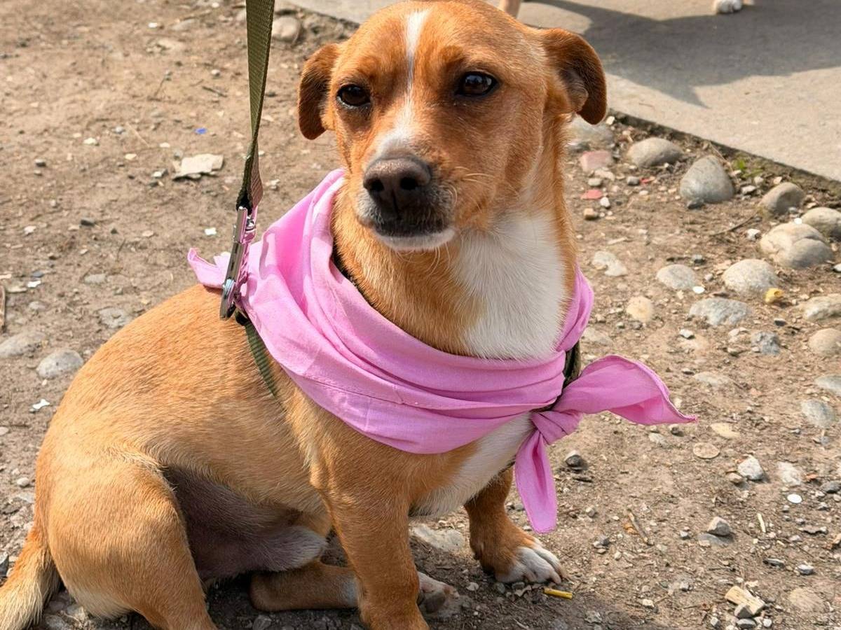 Adozione cane, maschio, Razza sconosciuta Razza sconosciuta, 4 anni, taglia piccola, Milano