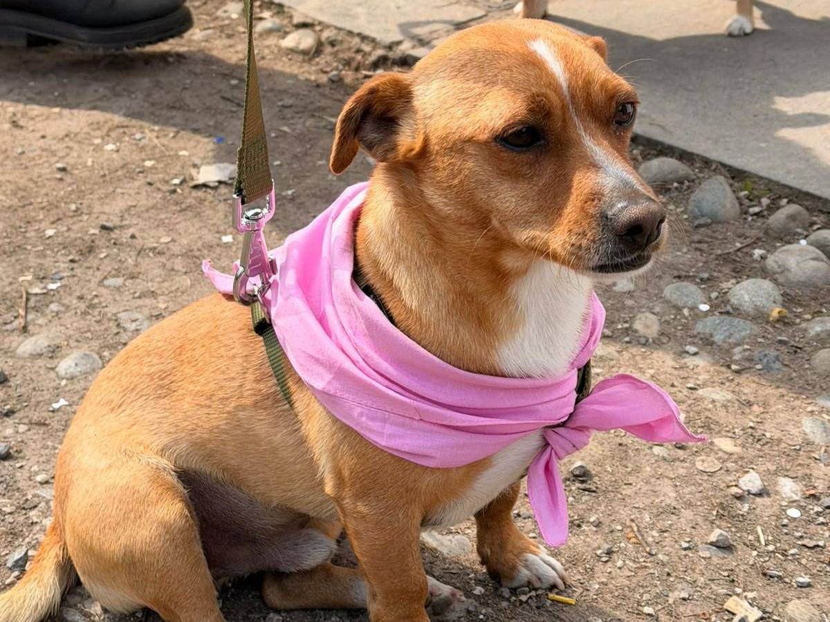 Adotta un cane, maschio, 4 anni, Milano