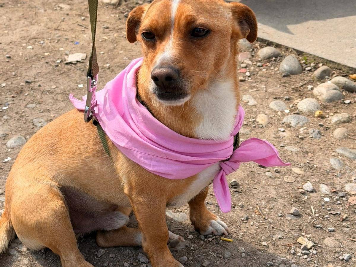 Adotta un cane, taglia piccola, maschio, Milano