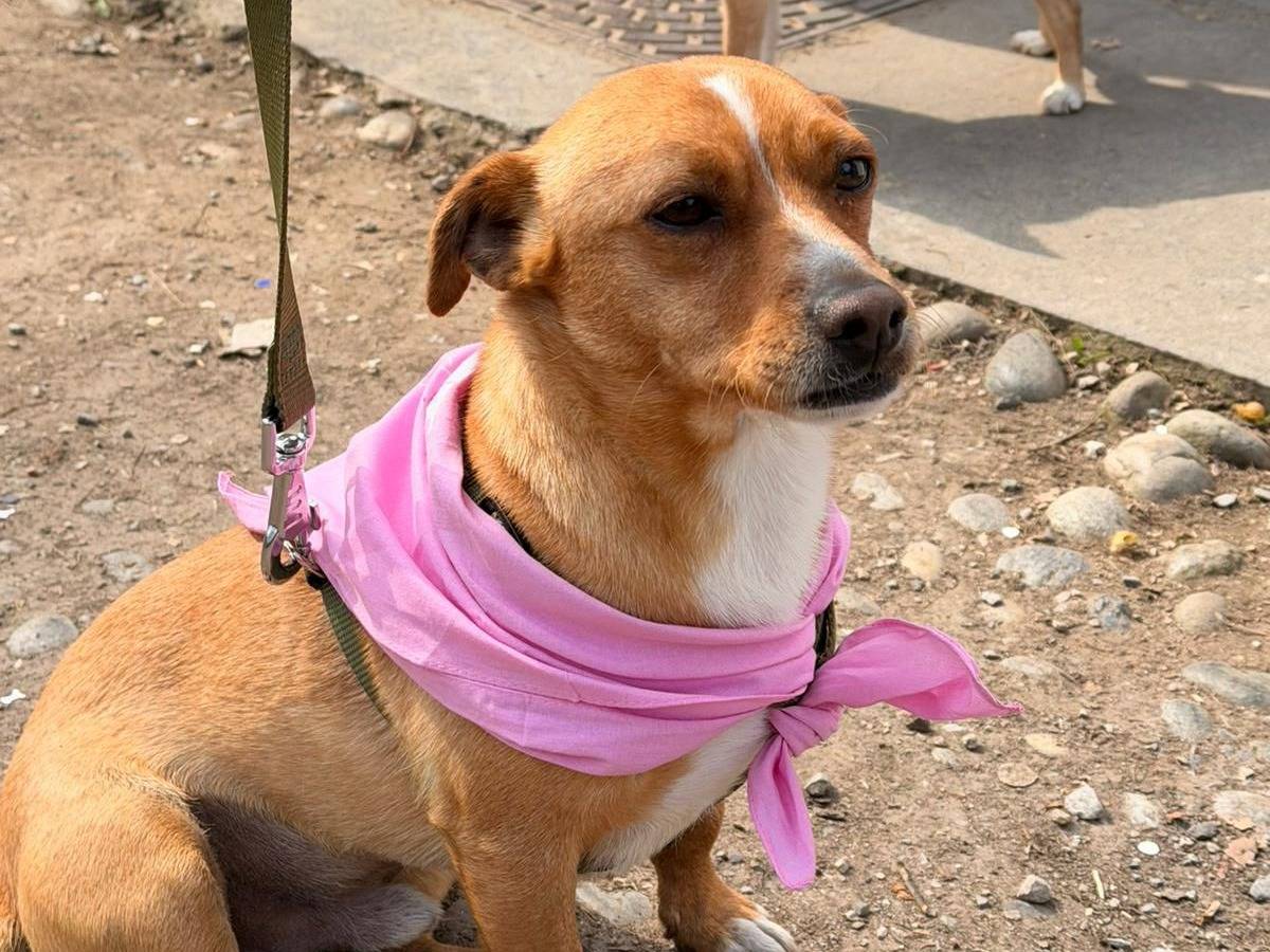 Vuoi adottare un cane a Milano?