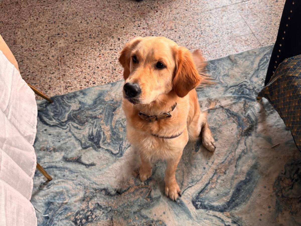 Vuoi adottare un cane a Milano?