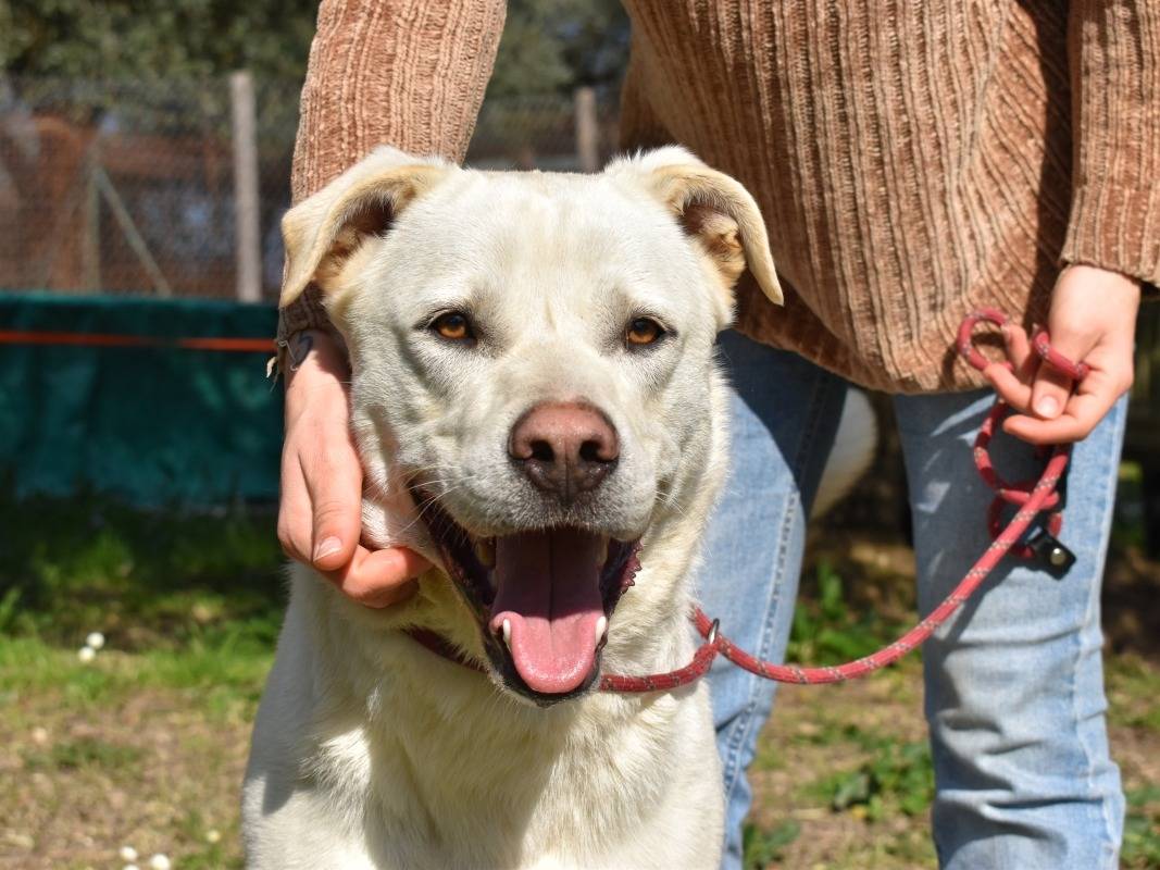Adozione cane, maschio, Razza sconosciuta Razza sconosciuta, 1 anno e 11 mesi, taglia grande, Roma