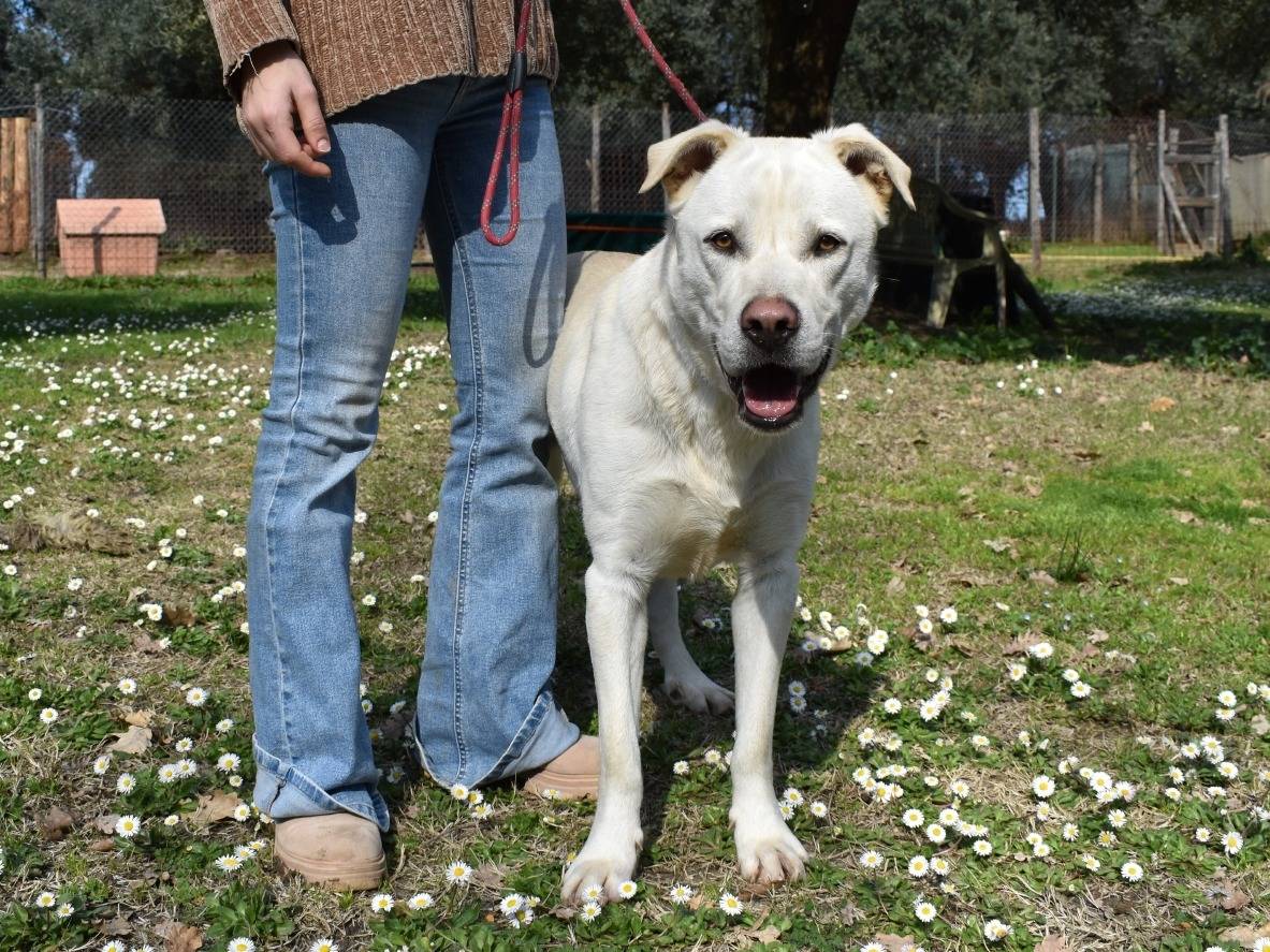 Adotta un cane, maschio, 1 anno e 11 mesi, Roma