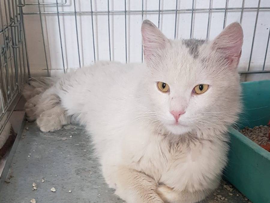 Adozione gatto, maschio, Razza sconosciuta Razza sconosciuta, 2 anni e 2 mesi, taglia non valida, Siracusa