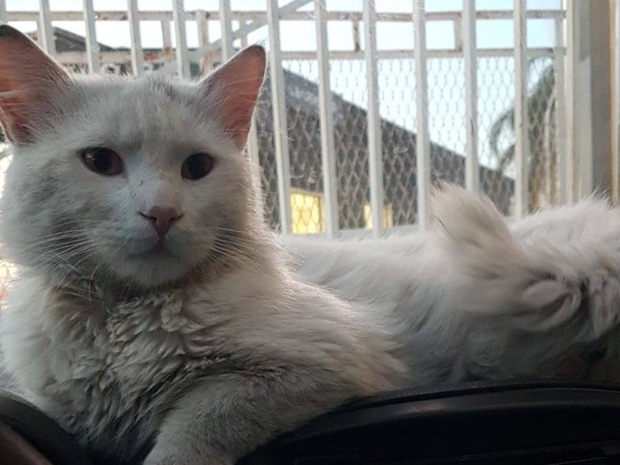 Adotta un gatto, maschio, 2 anni e 2 mesi, Siracusa