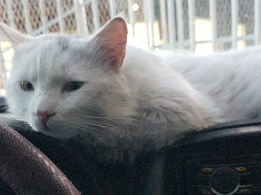 Adotta un gatto, taglia non valida, maschio, Siracusa