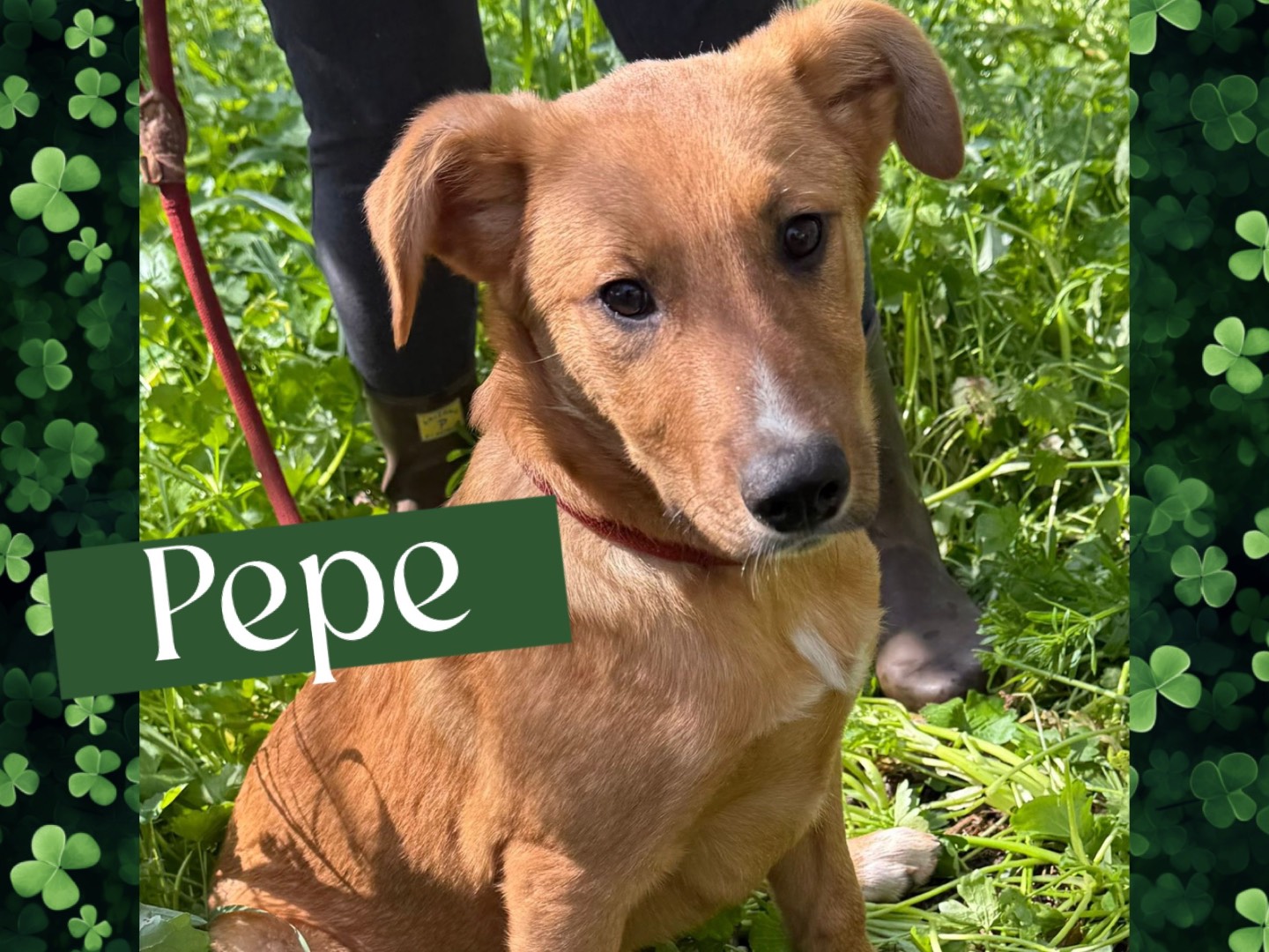 Adozione cane, maschio, Razza sconosciuta Razza sconosciuta, 5 mesi, taglia media, Catanzaro