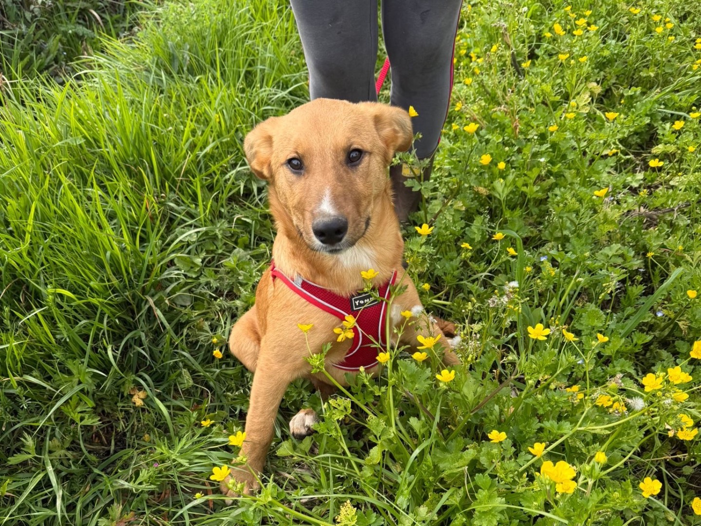Adotta un cane, maschio, 5 mesi, Catanzaro