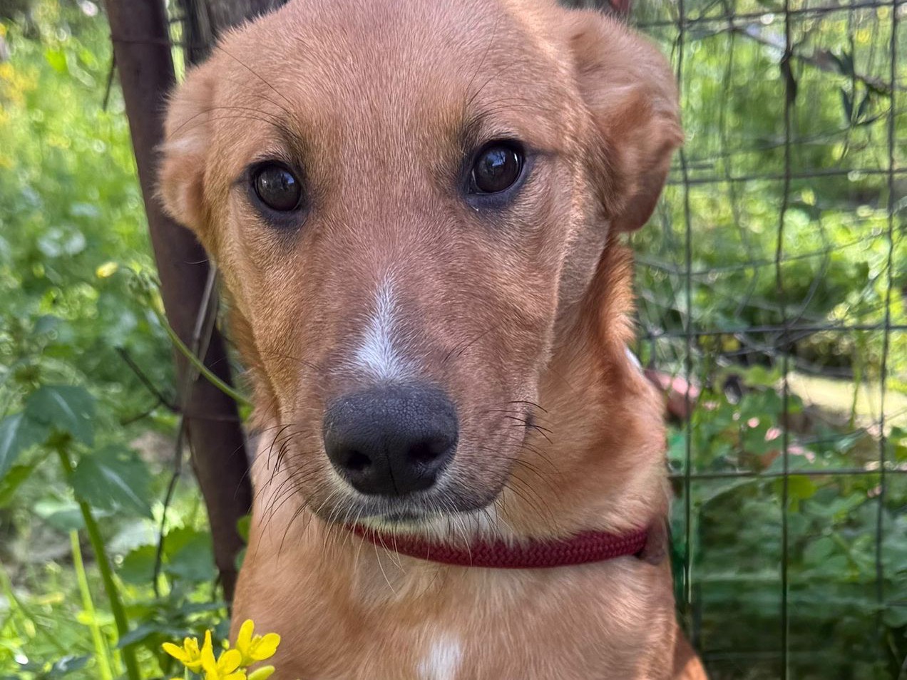 Adotta un cane, taglia media, maschio, Catanzaro