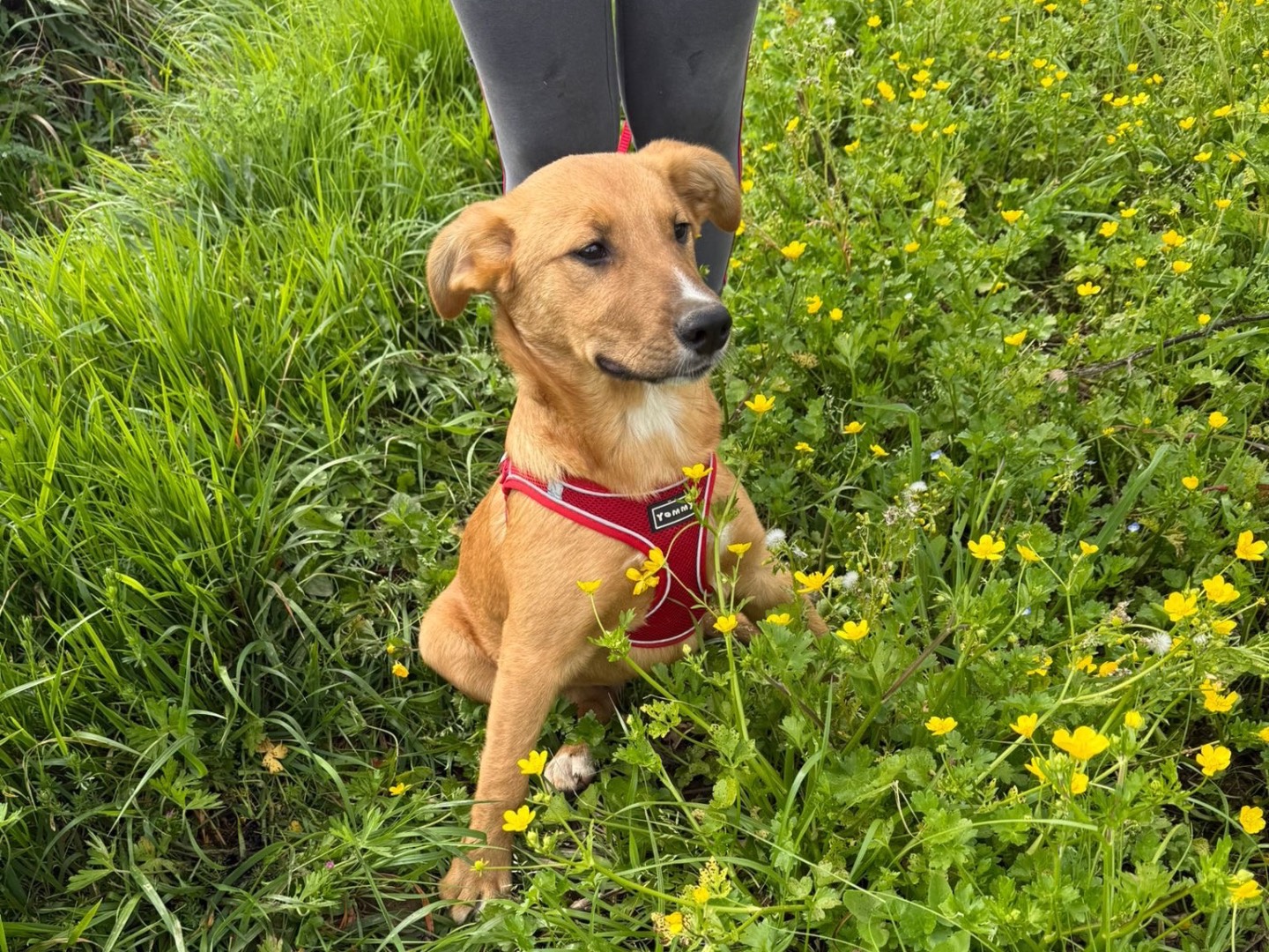 Vuoi adottare un cane a Catanzaro?