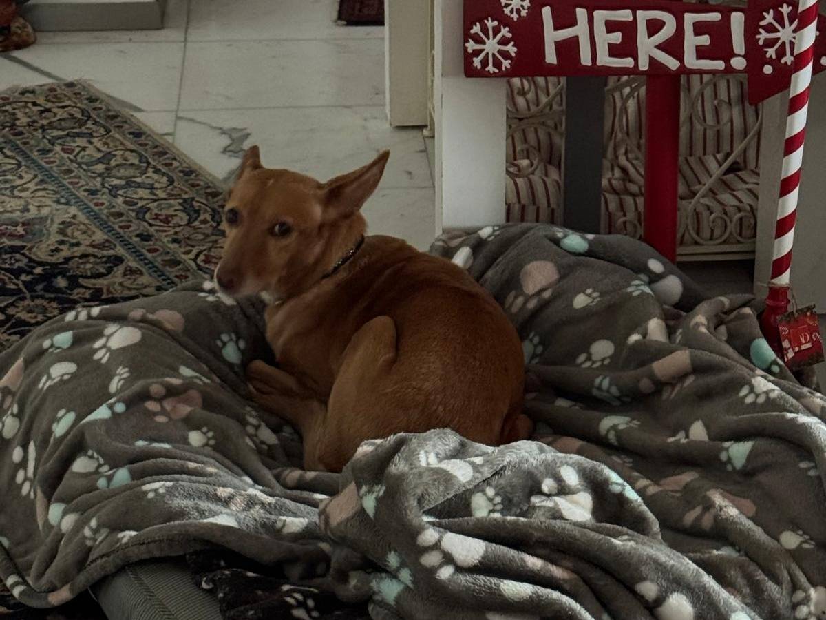 Adozione cane, femmina, Razza sconosciuta Razza sconosciuta, 10 anni e 2 mesi, taglia piccola, Roma